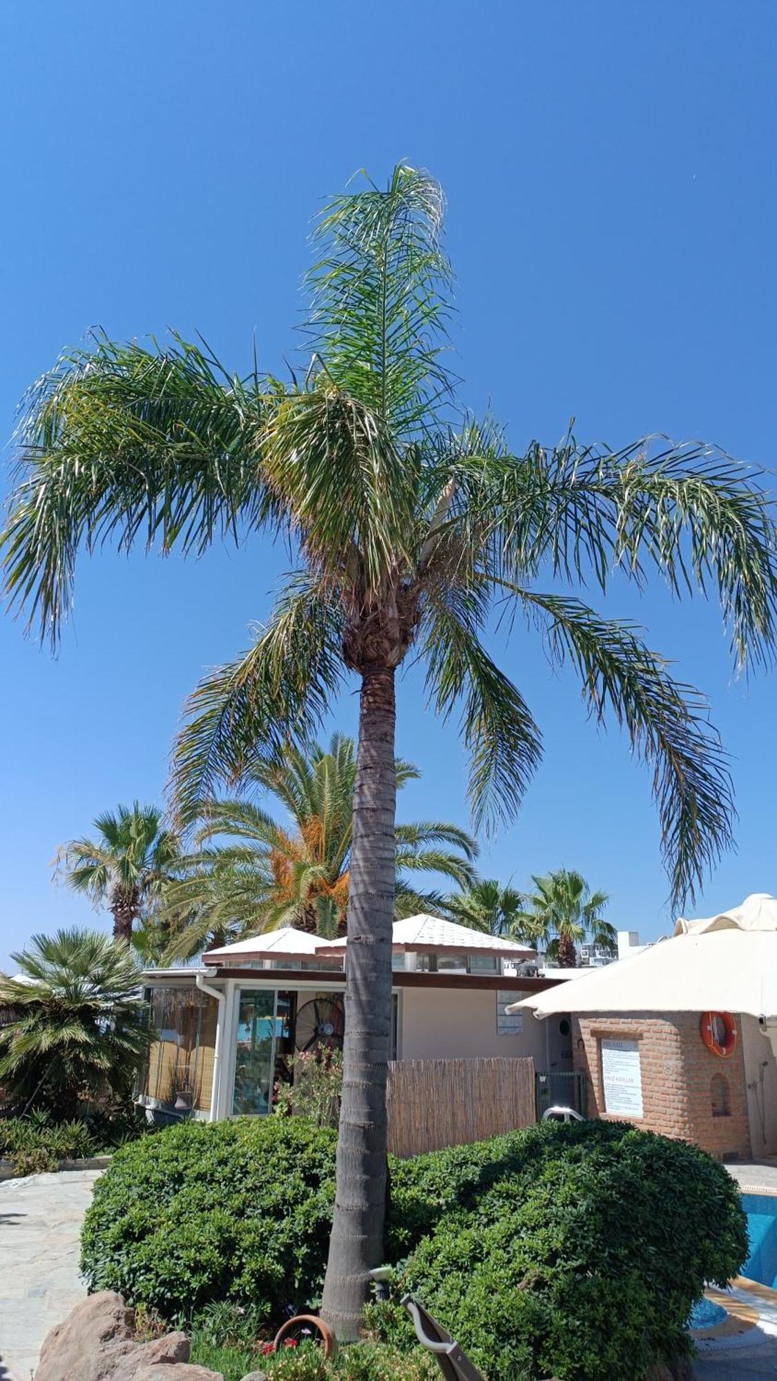 Uzhan Beach Hotel Bitez Esterno foto